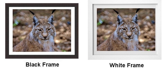 Select Your Frame